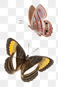 Butterfly illustrations png sticker, transparent background