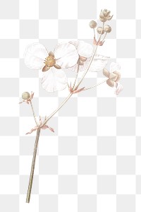 Autumn flower png sticker, transparent background