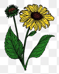 Sunflower png illustration, transparent background. Free public domain CC0 image.