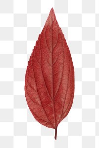 Autumn leaf png sticker, transparent background 