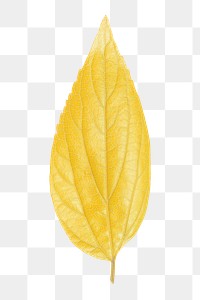 Yellow leaf png sticker, transparent background 