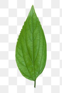 Leaf png sticker, transparent background 