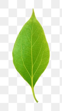 Green leaf png sticker, transparent background