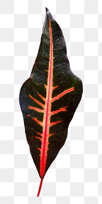 Maranta leaf png sticker, transparent background