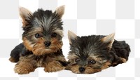 Png Yorkshire terrier puppies sticker, transparent background