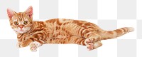 Ginger  cat  png sticker, transparent background 