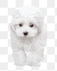 Png white Maltese dog  sticker, transparent background