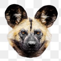 Hyena png sticker, transparent background