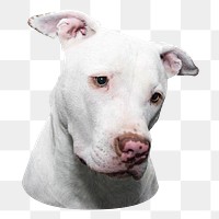 White pitbull png sticker, transparent background