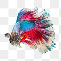 Betta fish png sticker, transparent background