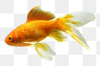 Goldfish png sticker, transparent background