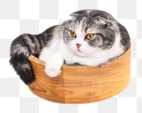 Png Scottish fold kitten sticker, transparent background