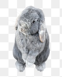 Holland Lop rabbit png sticker, cute bunny, transparent background