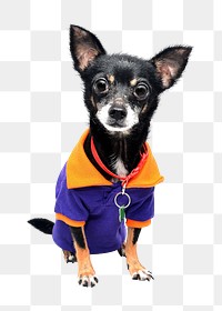 Chihuahua dog png sticker, transparent background 