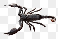 Black scorpion png sticker, transparent background 