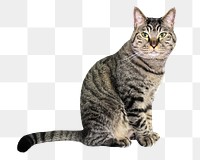 European Shorthair cat  png sticker, transparent background 