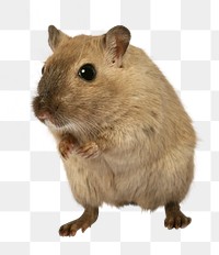 Mouse  png sticker, transparent background 