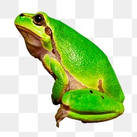 Green frog png animal sticker, transparent background 