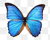 Blue butterfly png sticker, transparent background