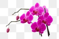 Pink orchid png sticker, transparent background 