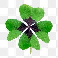 Clover leaf  png sticker, transparent background 