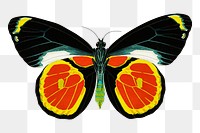 E.A. Séguy's butterfly png sticker, vintage insect on transparent background. Remixed by rawpixel