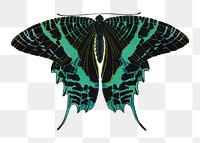 Green exotic butterfly png sticker, vintage insect on transparent background. E.A. S&eacute;guy's artwork remixed by rawpixel
