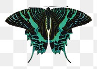 Green exotic butterfly png sticker, vintage insect on transparent background. E.A. Séguy's artwork remixed by rawpixel