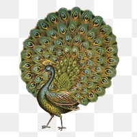 Aesthetic peacock png on transparent background.   Remastered by rawpixel