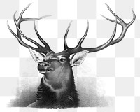 Aesthetic elk  png on transparent background.   Remastered by rawpixel