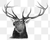 Aesthetic elk  png on transparent background.   Remastered by rawpixel