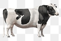 Aesthetic cow  png on transparent background.   Remastered by rawpixel