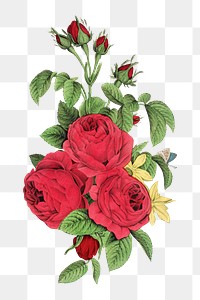 Aesthetic vintage rose bouquet png on transparent background. Remixed by rawpixel.