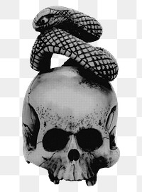 Aesthetic skull with snake png on transparent background. Remixed by rawpixel.