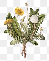 Aesthetic vintage dandelion png on transparent background.  Remastered by rawpixel