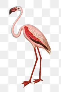 Aesthetic flamingo png on transparent background.   Remastered by rawpixel