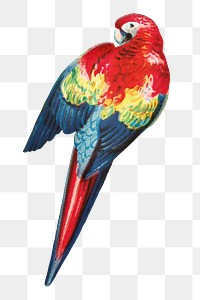 Aesthetic macaw png on transparent background.   Remastered by rawpixel