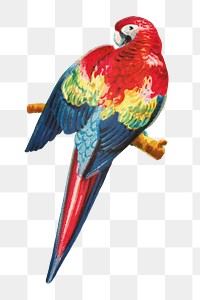 Aesthetic macaw png on transparent background.   Remastered by rawpixel