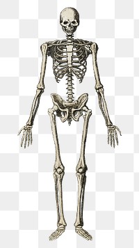 Aesthetic skeleton png on transparent background.  Remastered by rawpixel