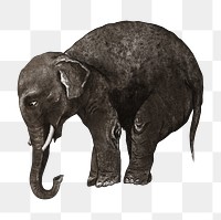 Aesthetic elephant png on transparent background.  Remastered by rawpixel