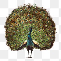 Vintage peacock png sticker, animal on transparent background.   Remixed by rawpixel.