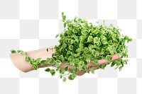 Holding plant png sticker, transparent background