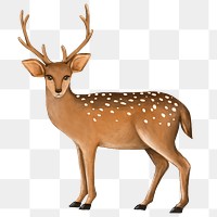 Deer png sticker, cute animal illustration, transparent background