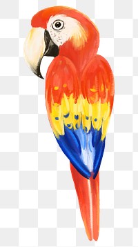 Macaw bird png sticker, cute animal illustration, transparent background