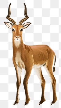 Impala png sticker, cute animal illustration, transparent background