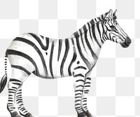 Zebra png sticker, cute animal illustration, transparent background