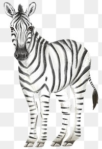 Zebra png sticker, cute animal illustration, transparent background