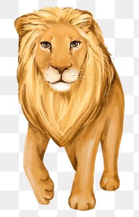 Lion png sticker, cute animal illustration, transparent background