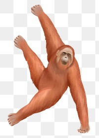 Orangutan png sticker, cute animal illustration, transparent background