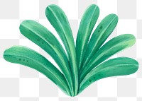 Tropical leaves png sticker, botanical illustration, transparent background